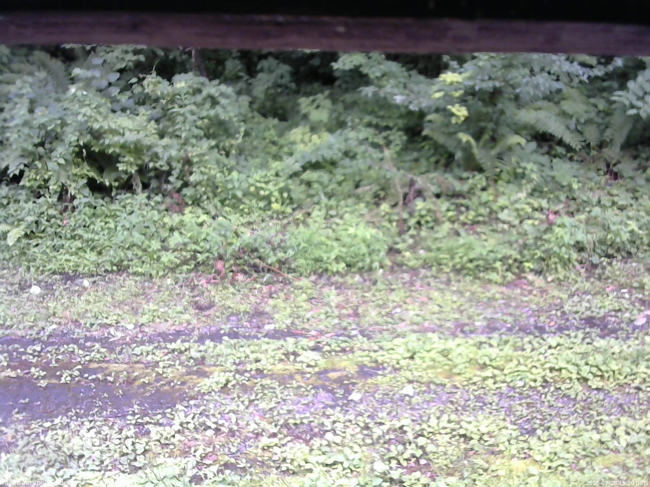 長野県菅平高原 ゆたか山荘 東側(坂下) 2026/07/26 15:30