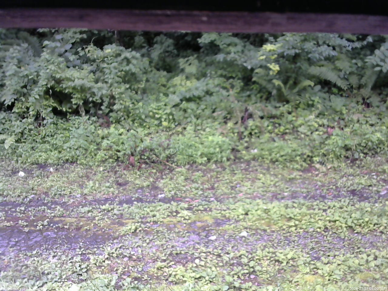 長野県菅平高原 ゆたか山荘 東側(坂下) 2026/07/27 09:00