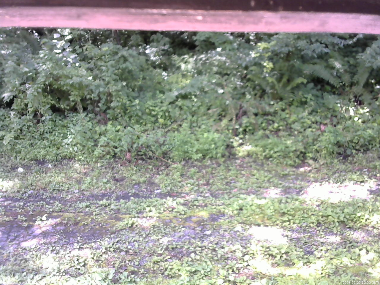 長野県菅平高原 ゆたか山荘 東側(坂下) 2026/07/27 10:00