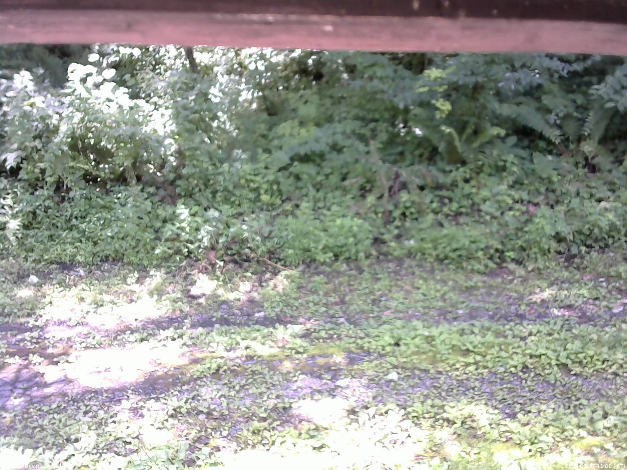 長野県菅平高原 ゆたか山荘 東側(坂下) 2026/07/27 11:00