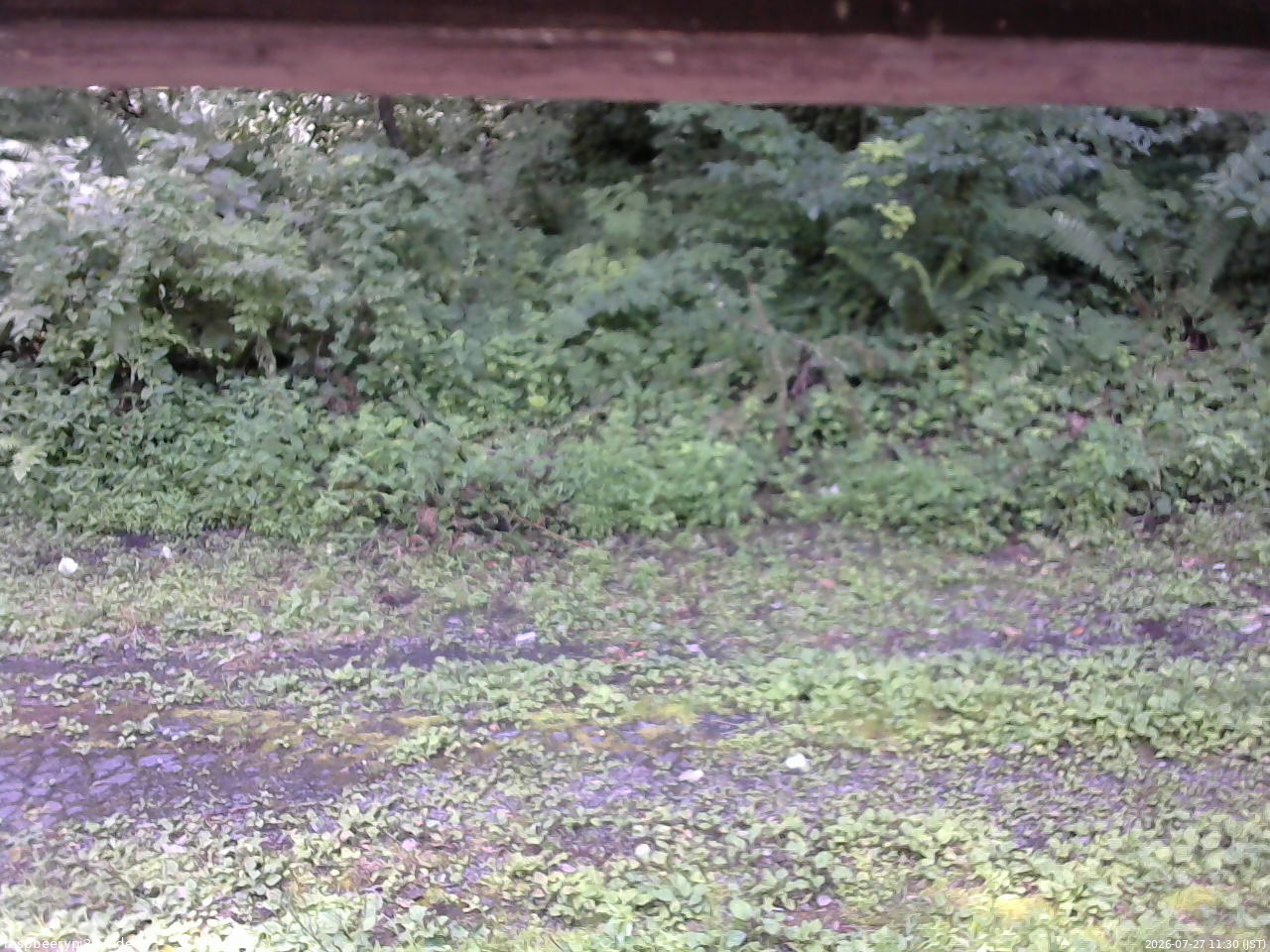 長野県菅平高原 ゆたか山荘 東側(坂下) 2026/07/27 11:30