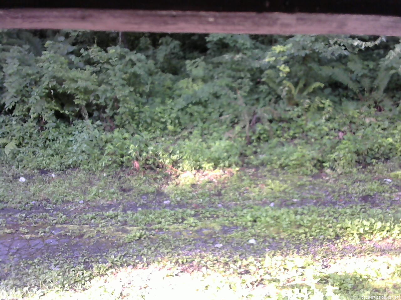 長野県菅平高原 ゆたか山荘 東側(坂下) 2026/07/28 06:45