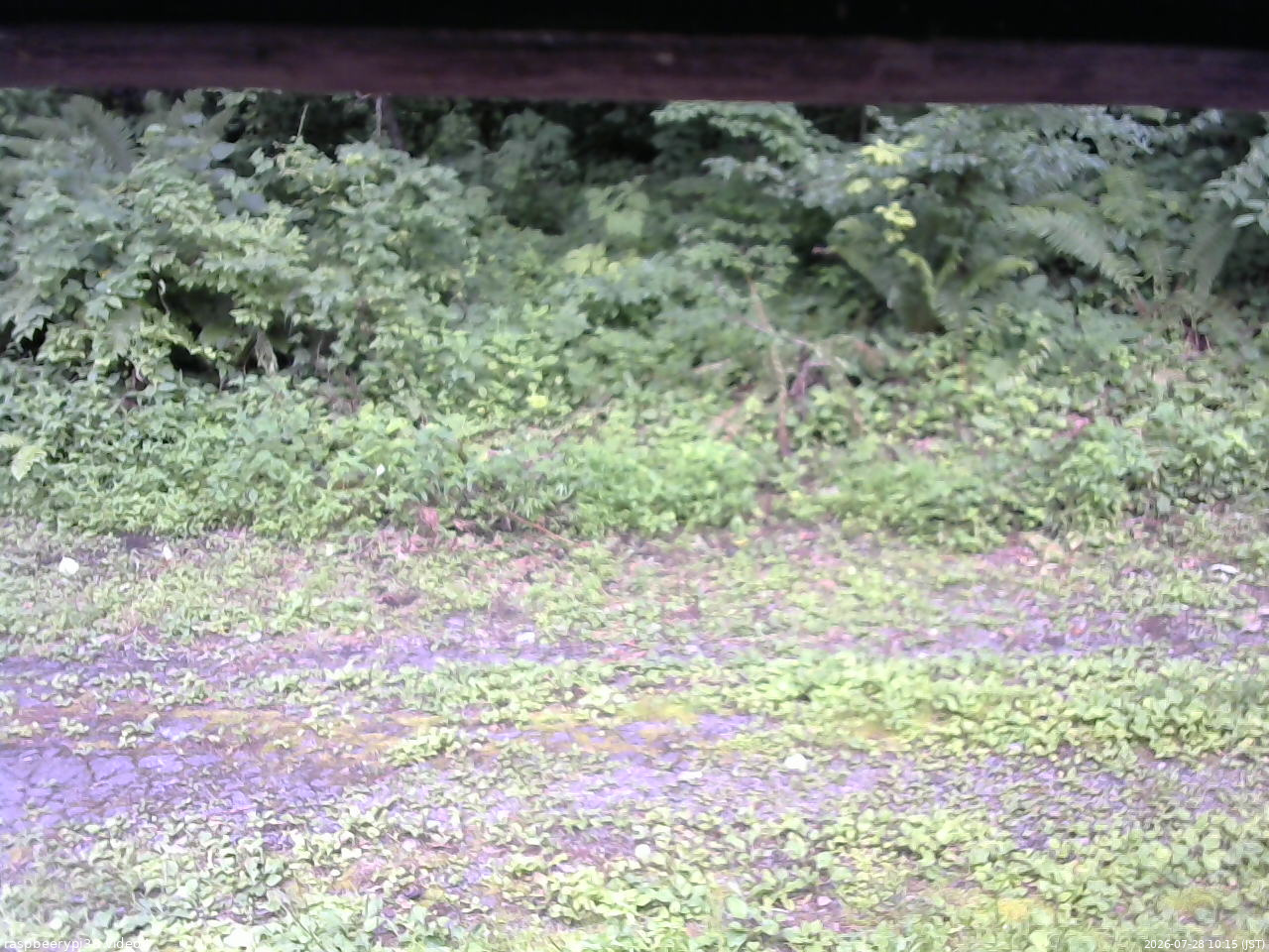 長野県菅平高原 ゆたか山荘 東側(坂下) 2026/07/28 10:15