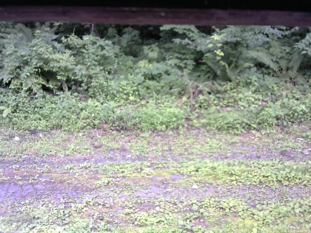 長野県菅平高原 ゆたか山荘 東側(坂下) 2026/07/28 10:45