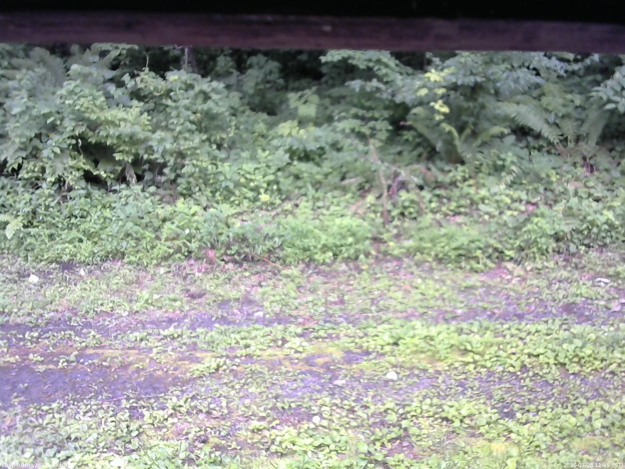 長野県菅平高原 ゆたか山荘 東側(坂下) 2026/07/28 11:45