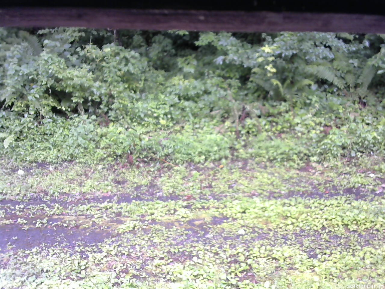 長野県菅平高原 ゆたか山荘 東側(坂下) 2026/07/28 14:15