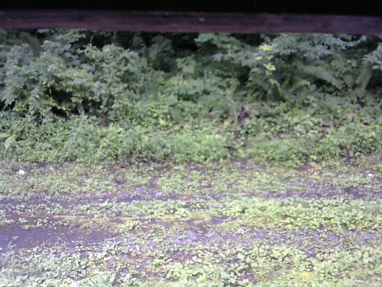 長野県菅平高原 ゆたか山荘 東側(坂下) 2026/07/29 07:45