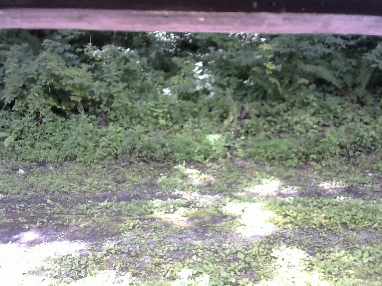 長野県菅平高原 ゆたか山荘 東側(坂下) 2026/07/29 09:00