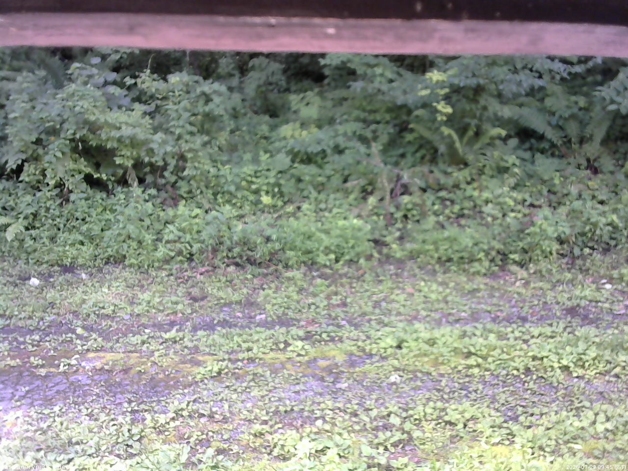 長野県菅平高原 ゆたか山荘 東側(坂下) 2026/07/29 09:45