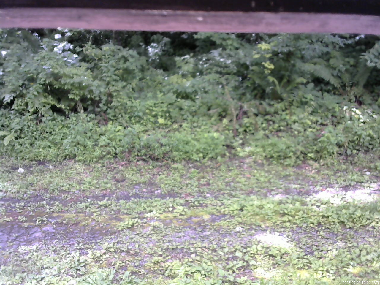 長野県菅平高原 ゆたか山荘 東側(坂下) 2026/07/29 10:00