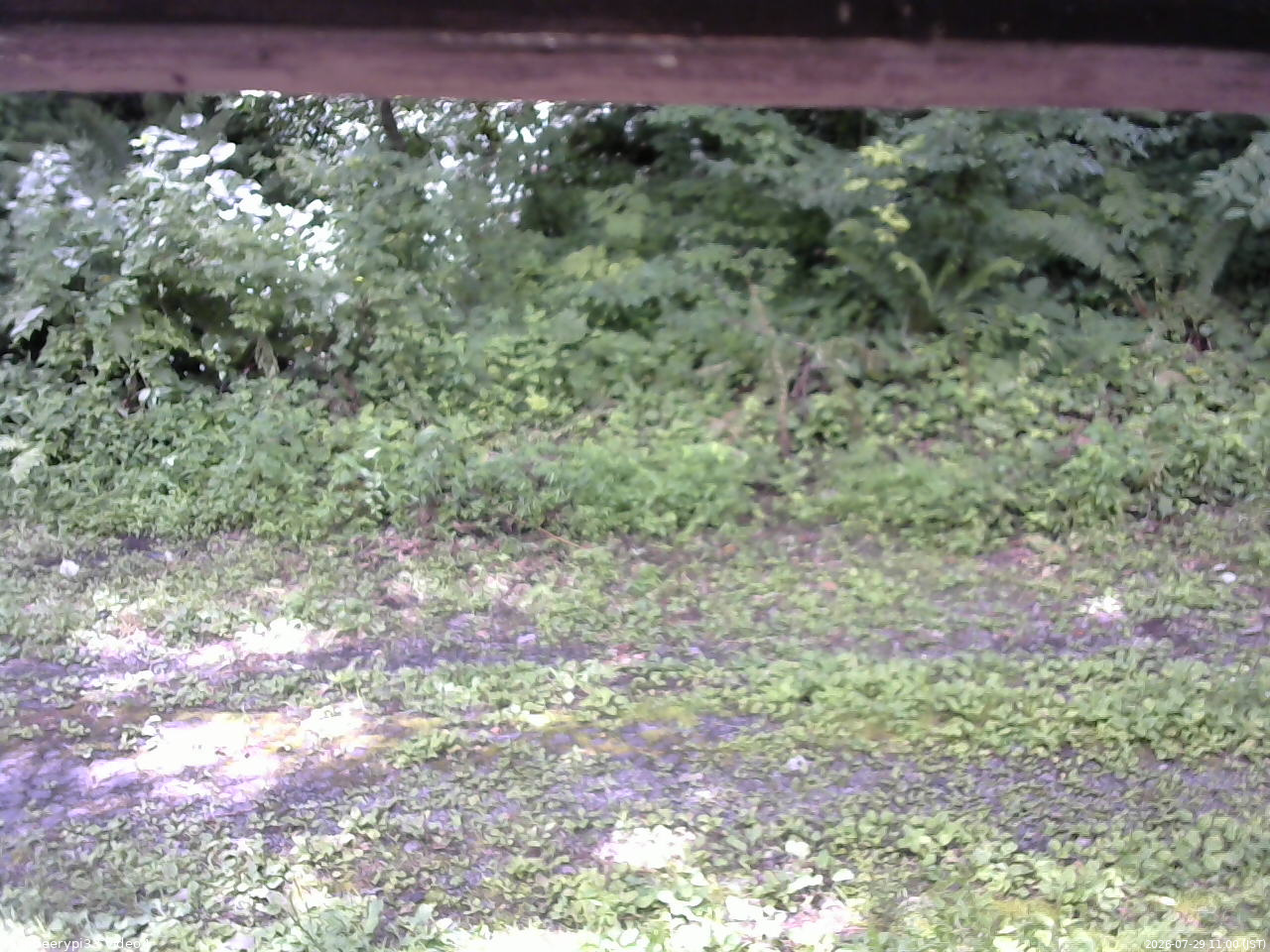 長野県菅平高原 ゆたか山荘 東側(坂下) 2026/07/29 11:00
