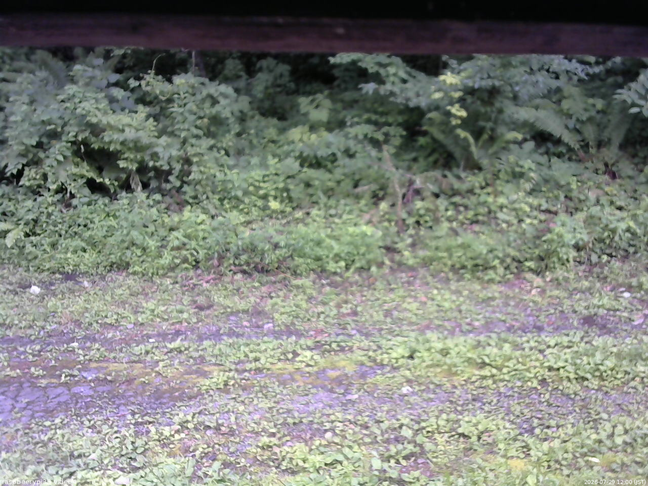 長野県菅平高原 ゆたか山荘 東側(坂下) 2026/07/29 12:00