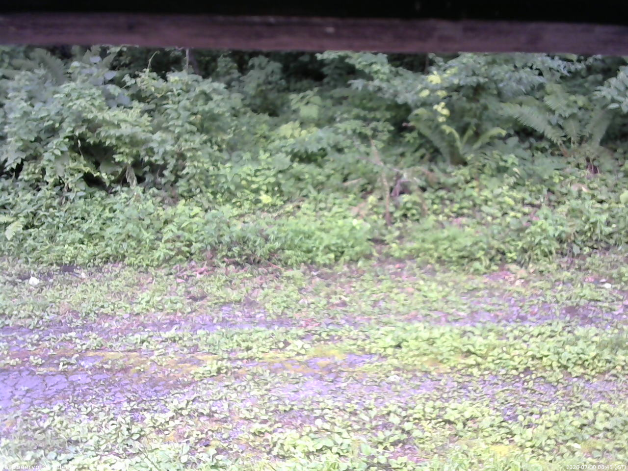 長野県菅平高原 ゆたか山荘 東側(坂下) 2026/07/30 08:45