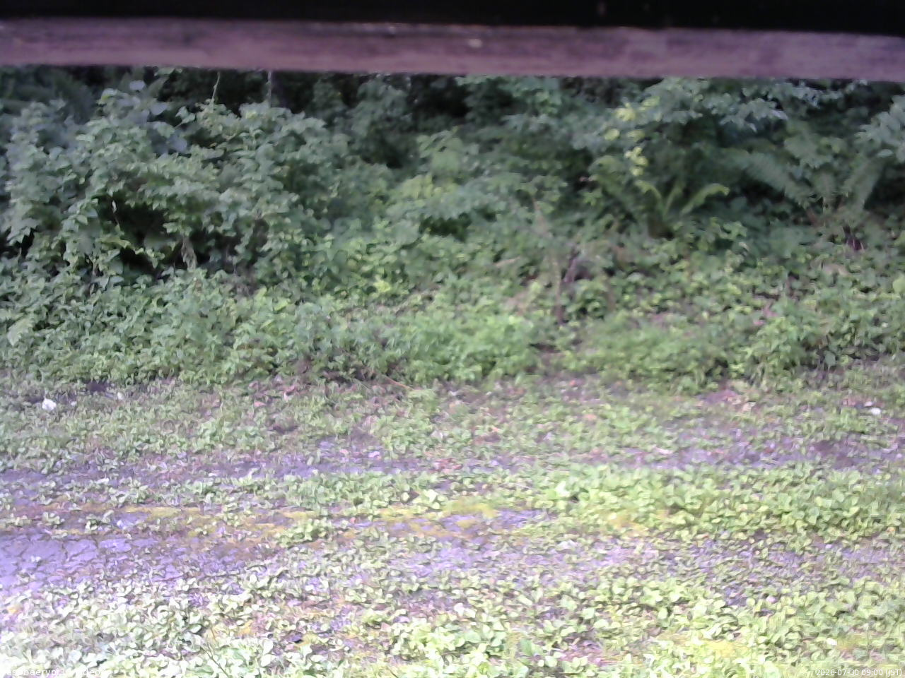 長野県菅平高原 ゆたか山荘 東側(坂下) 2026/07/30 09:00