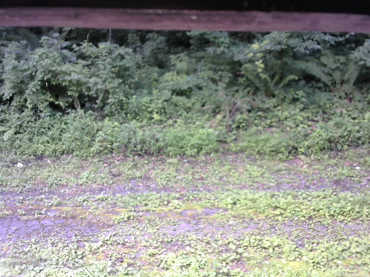 長野県菅平高原 ゆたか山荘 東側(坂下) 2026/07/30 09:45