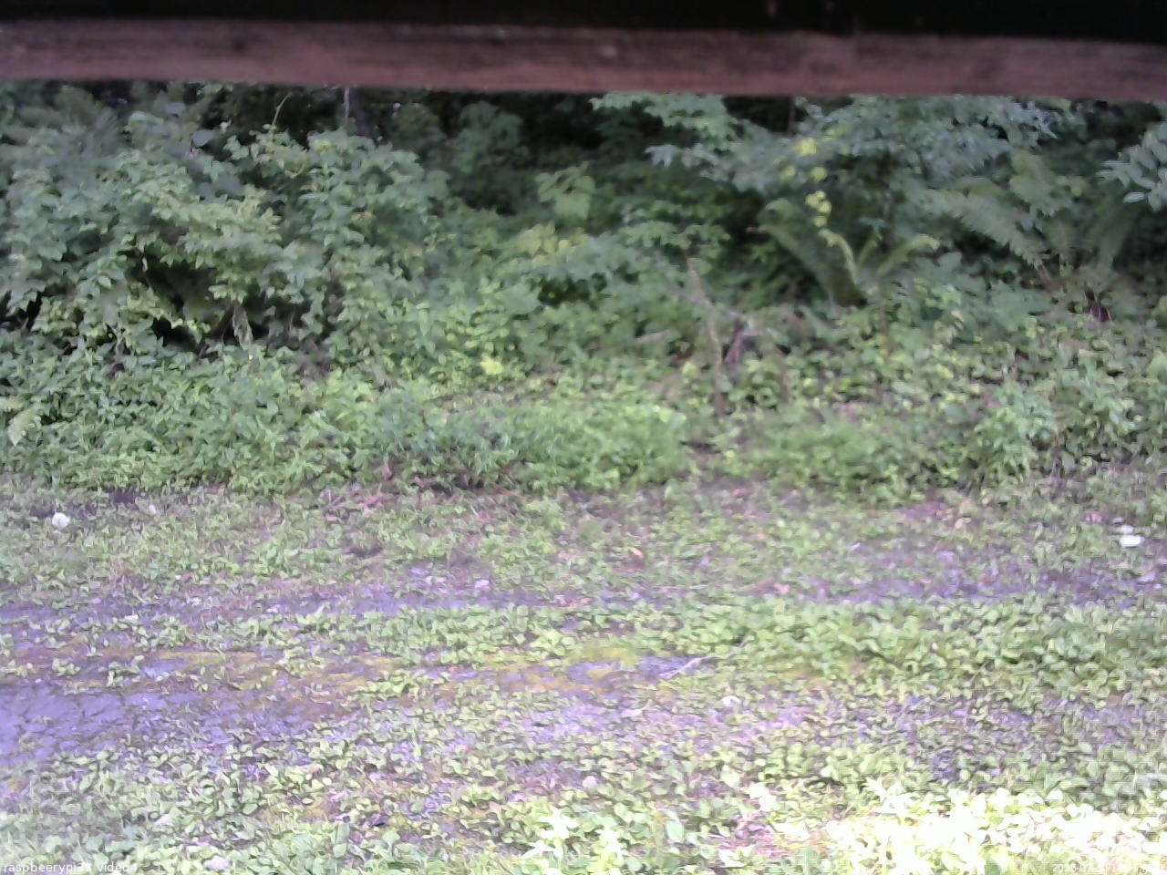 長野県菅平高原 ゆたか山荘 東側(坂下) 2026/07/30 14:45