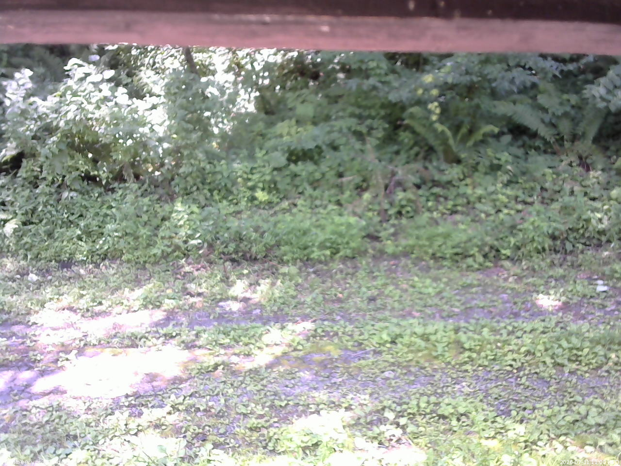 長野県菅平高原 ゆたか山荘 東側(坂下) 2026/07/31 11:00