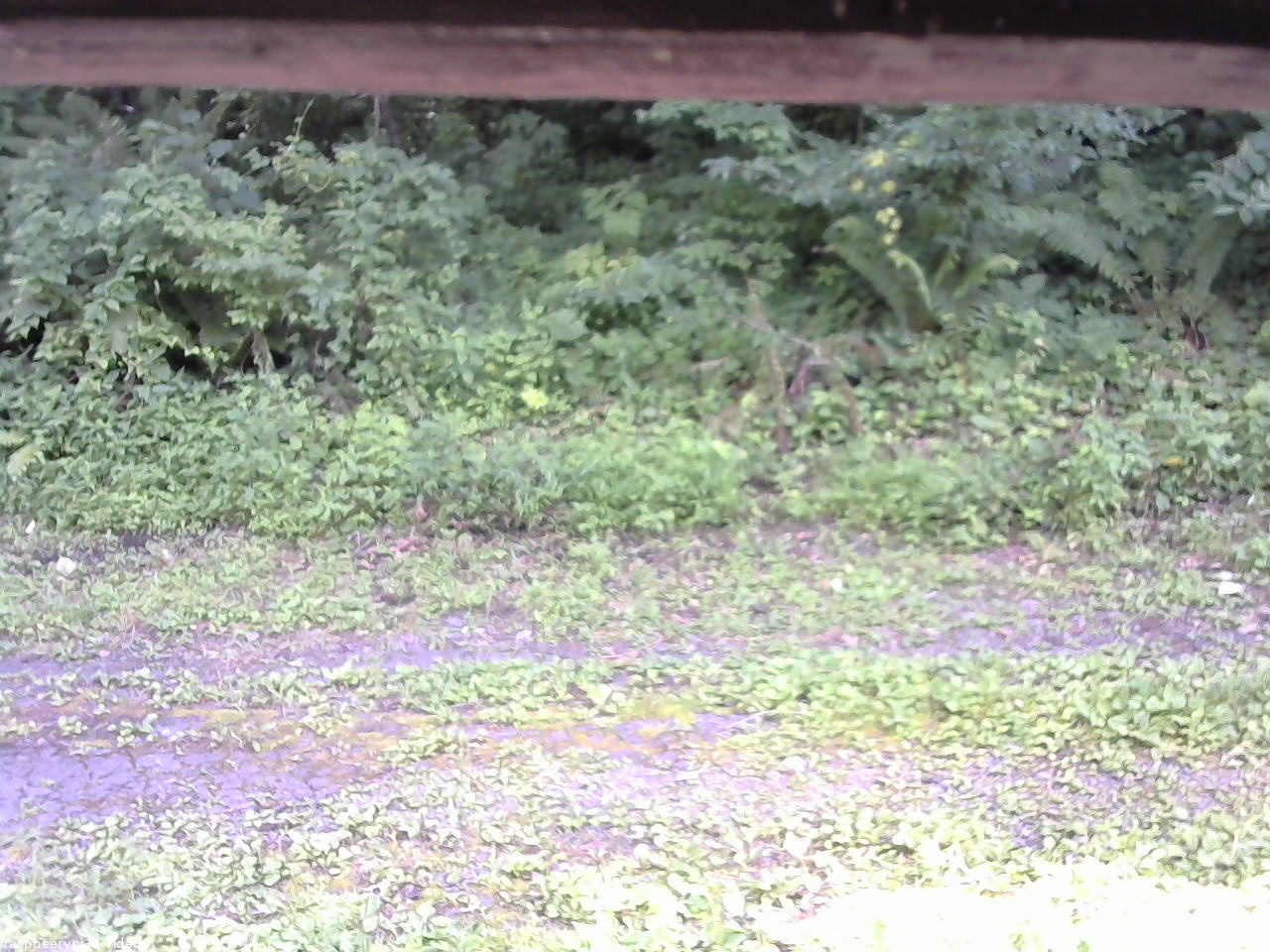 長野県菅平高原 ゆたか山荘 東側(坂下) 2026/07/31 14:45