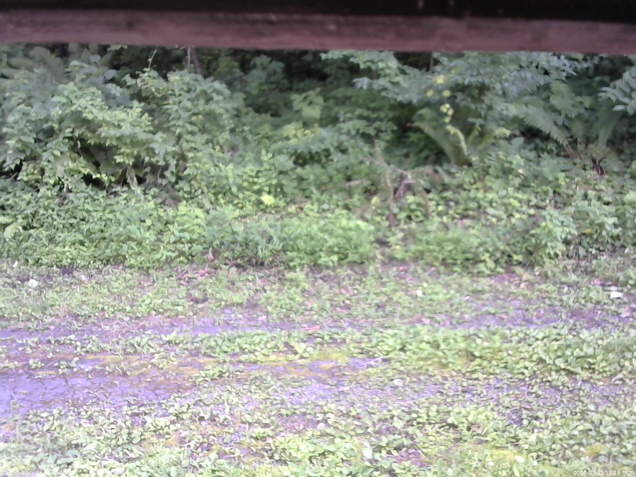長野県菅平高原 ゆたか山荘 東側(坂下) 2026/07/31 15:15