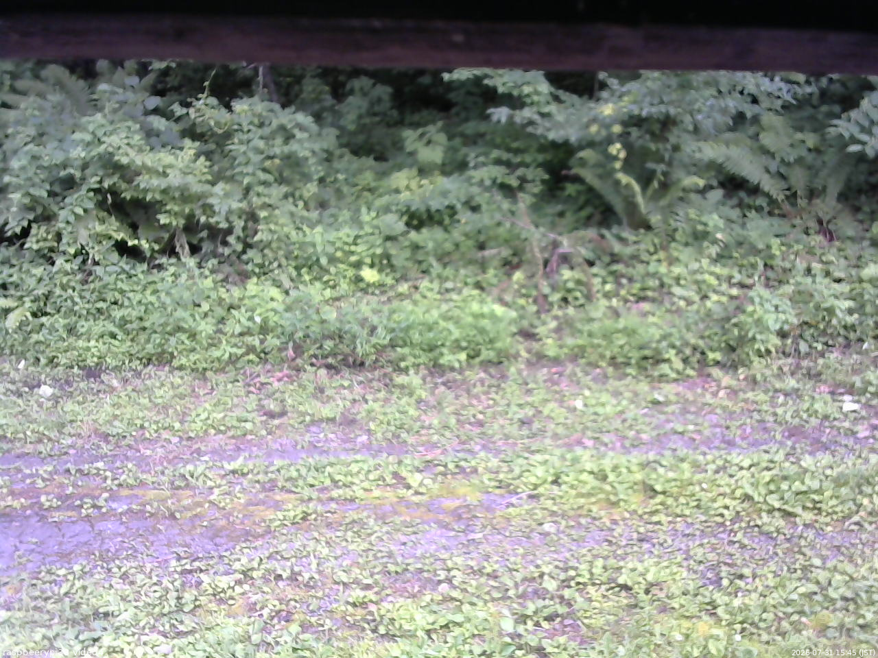 長野県菅平高原 ゆたか山荘 東側(坂下) 2026/07/31 15:45