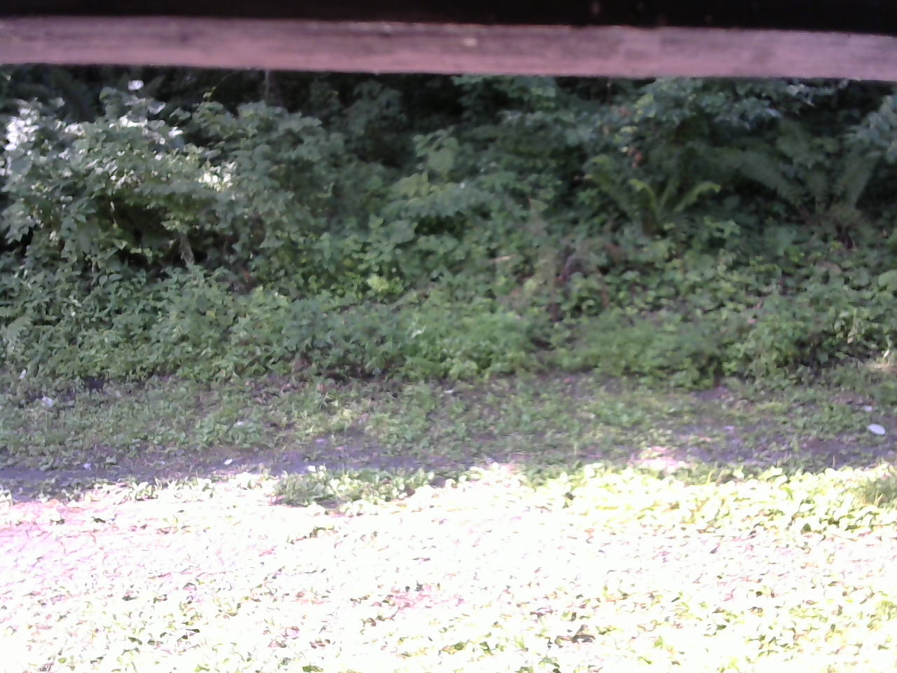 長野県菅平高原 ゆたか山荘 東側(坂下) 2026/08/02 08:15