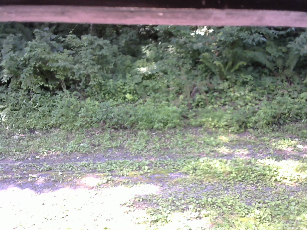 長野県菅平高原 ゆたか山荘 東側(坂下) 2026/08/02 08:45