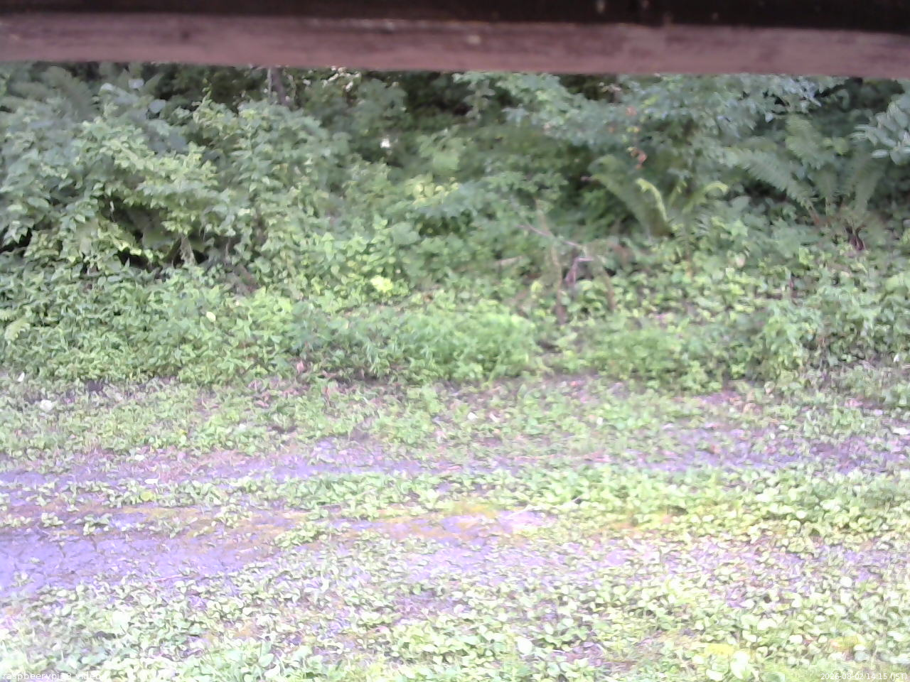 長野県菅平高原 ゆたか山荘 東側(坂下) 2026/08/02 14:15
