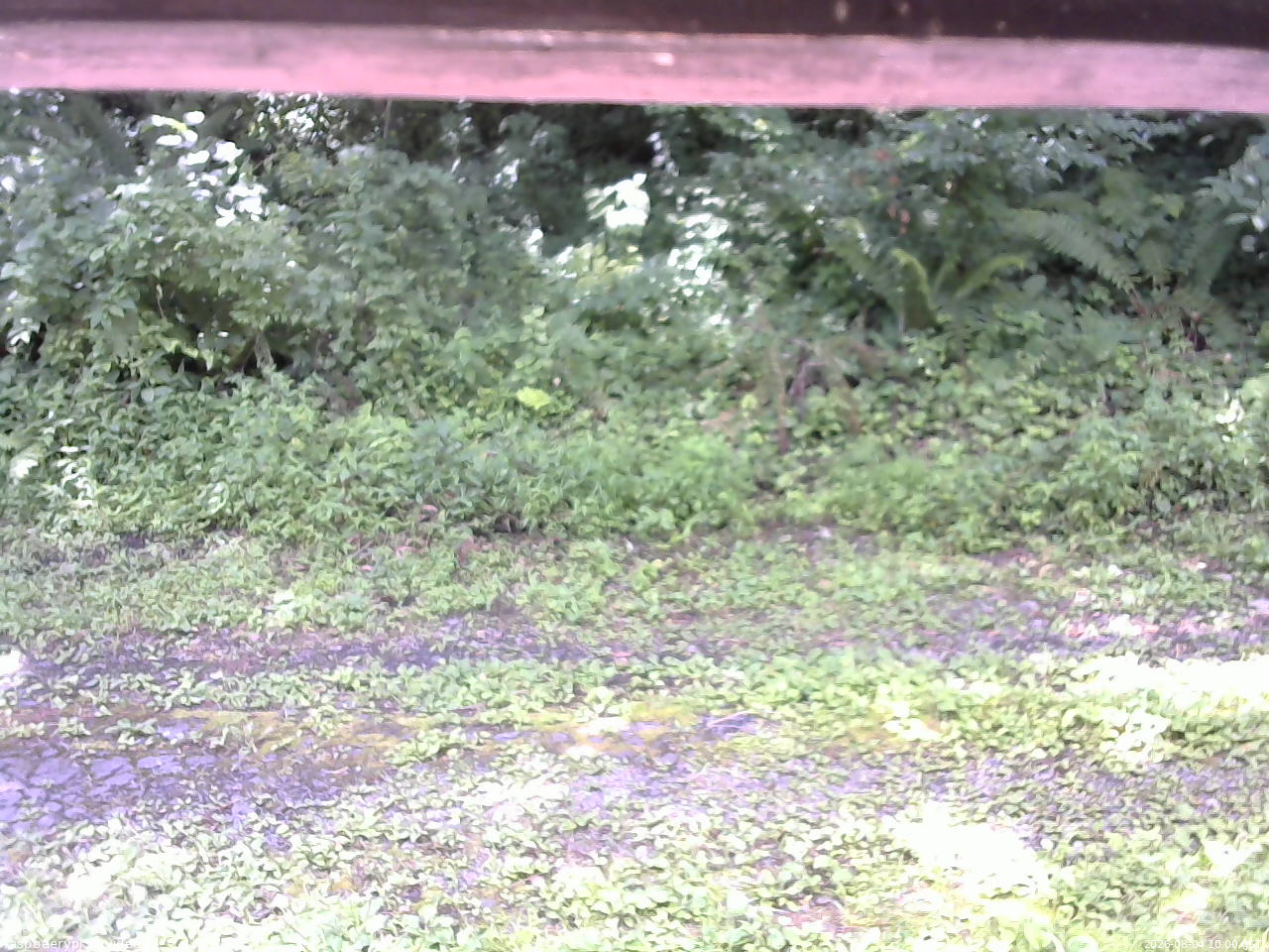 長野県菅平高原 ゆたか山荘 東側(坂下) 2026/08/04 10:00
