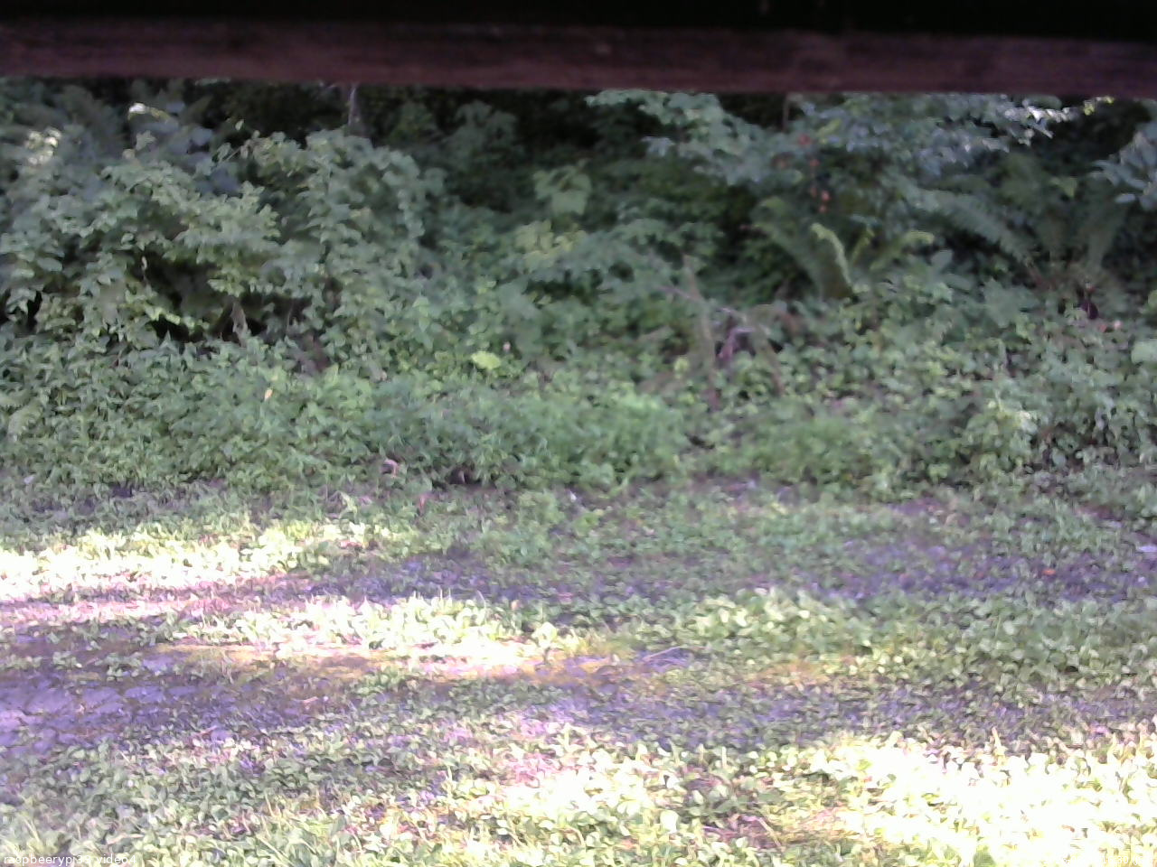 長野県菅平高原 ゆたか山荘 東側(坂下) 2026/08/04 16:30