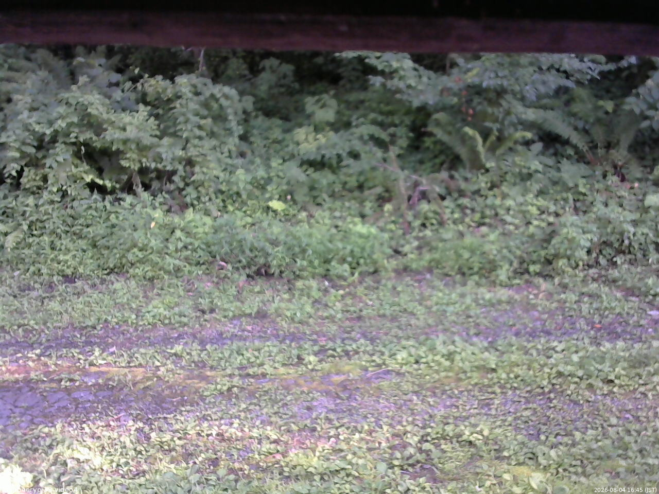 長野県菅平高原 ゆたか山荘 東側(坂下) 2026/08/04 16:45