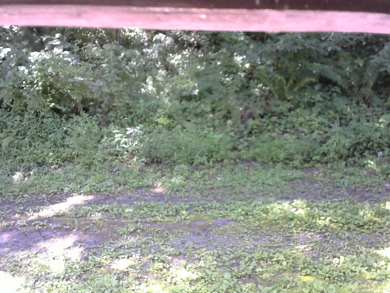 長野県菅平高原 ゆたか山荘 東側(坂下) 2026/08/07 09:45