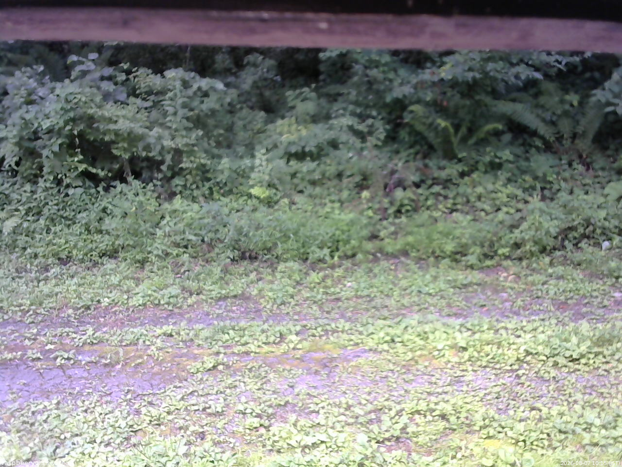 長野県菅平高原 ゆたか山荘 東側(坂下) 2026/08/07 10:15