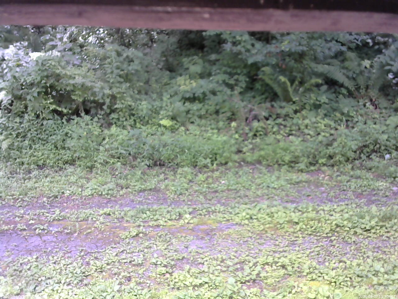 長野県菅平高原 ゆたか山荘 東側(坂下) 2026/08/07 11:30