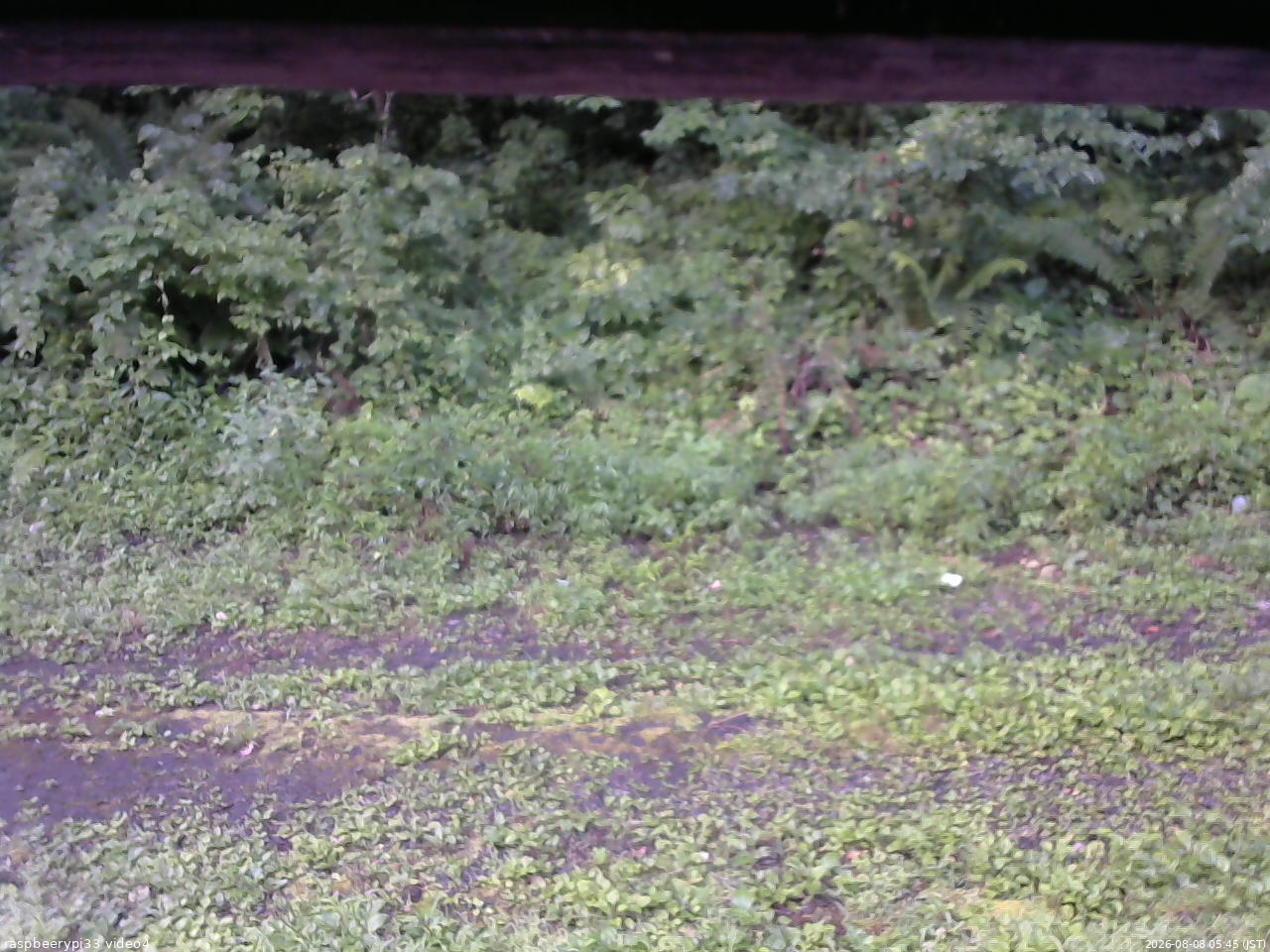 長野県菅平高原 ゆたか山荘 東側(坂下) 2026/08/08 05:45