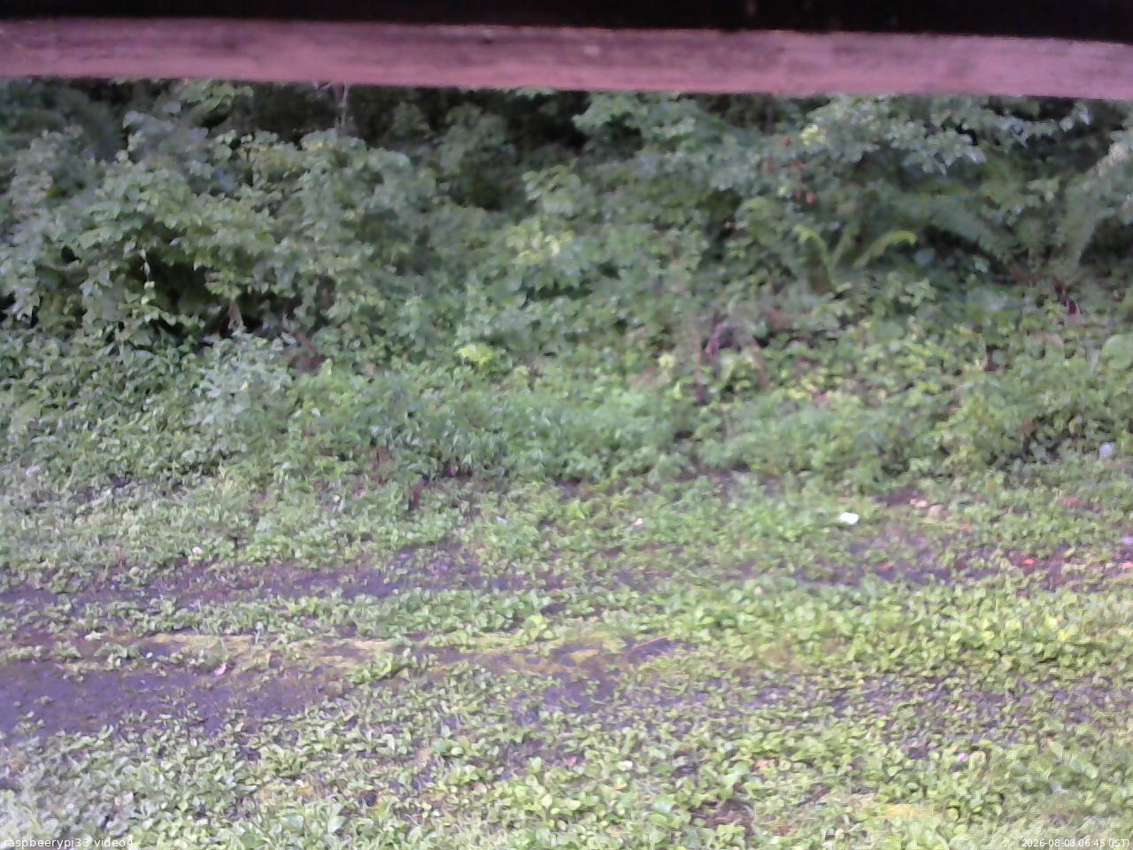 長野県菅平高原 ゆたか山荘 東側(坂下) 2026/08/08 06:45