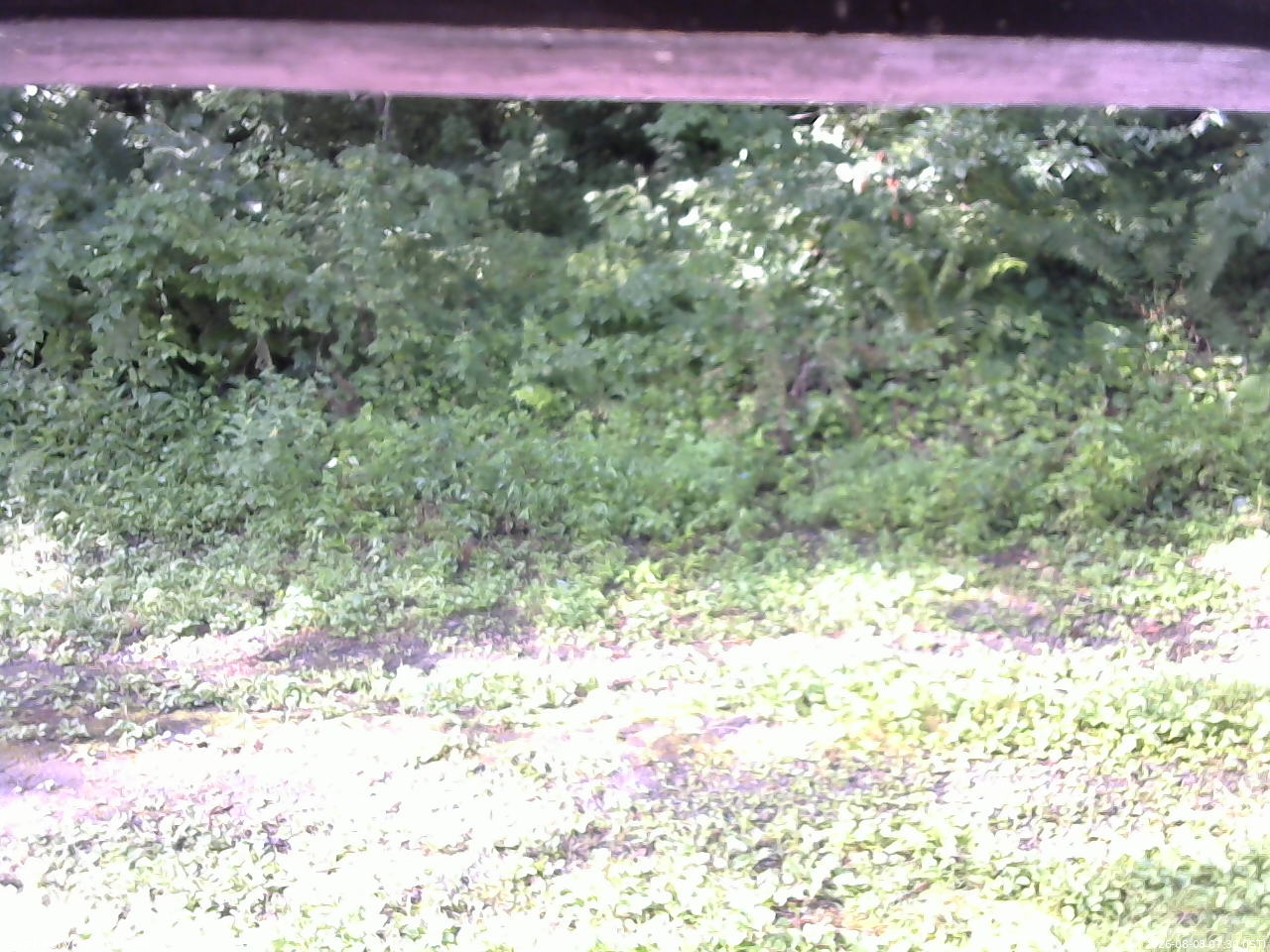 長野県菅平高原 ゆたか山荘 東側(坂下) 2026/08/08 07:30