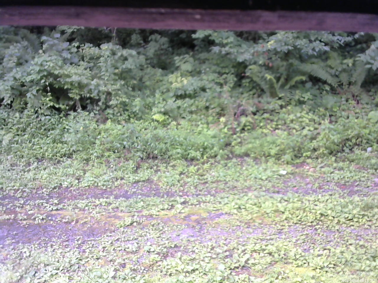長野県菅平高原 ゆたか山荘 東側(坂下) 2026/08/08 08:15