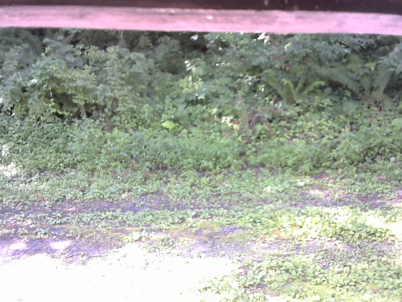 長野県菅平高原 ゆたか山荘 東側(坂下) 2026/08/08 08:45