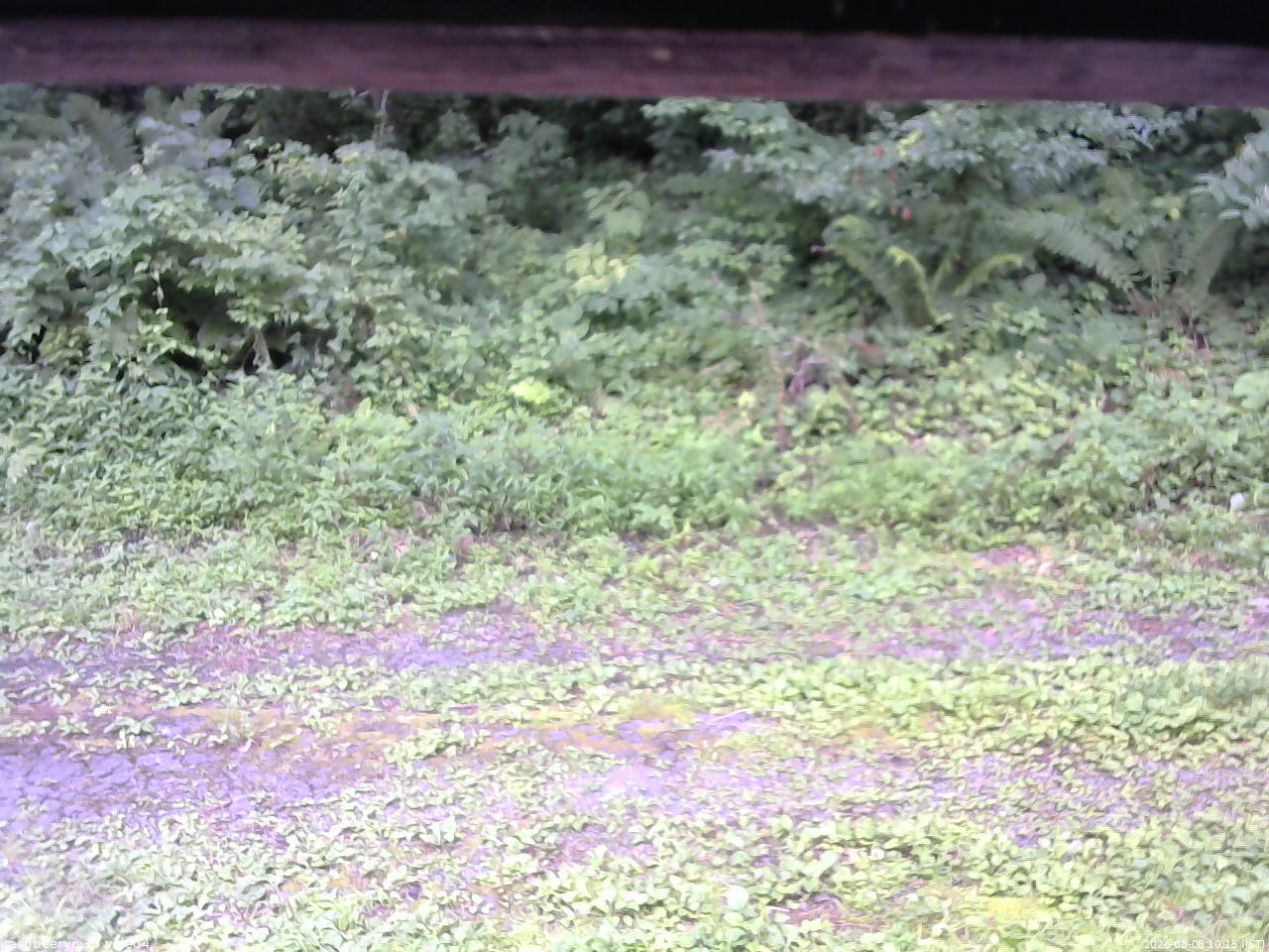 長野県菅平高原 ゆたか山荘 東側(坂下) 2026/08/08 10:15