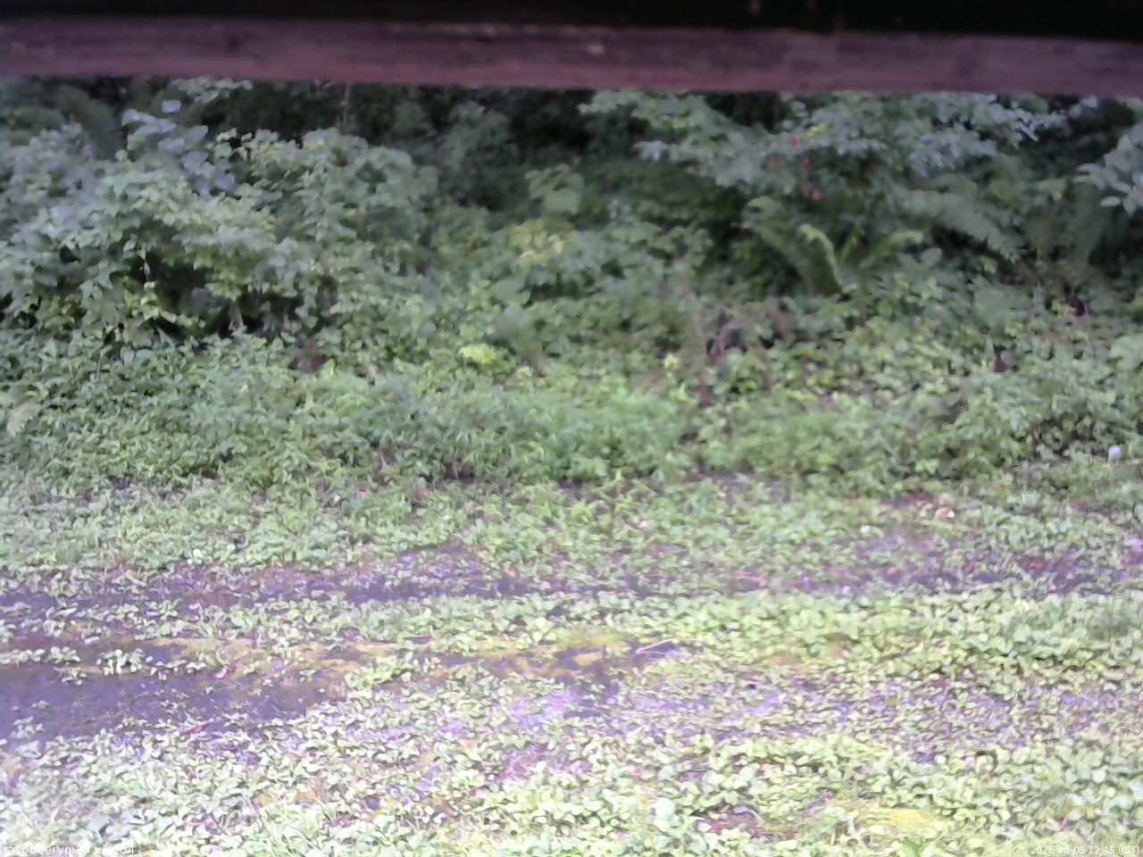長野県菅平高原 ゆたか山荘 東側(坂下) 2026/08/08 12:45