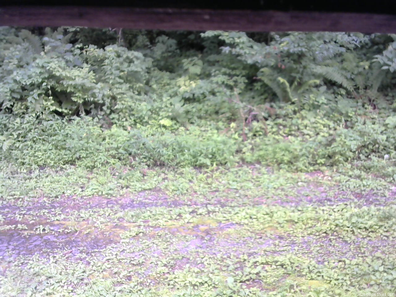 長野県菅平高原 ゆたか山荘 東側(坂下) 2026/08/08 15:45