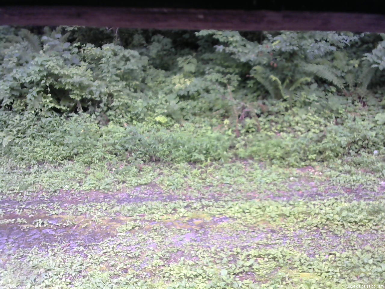 長野県菅平高原 ゆたか山荘 東側(坂下) 2026/08/08 16:00