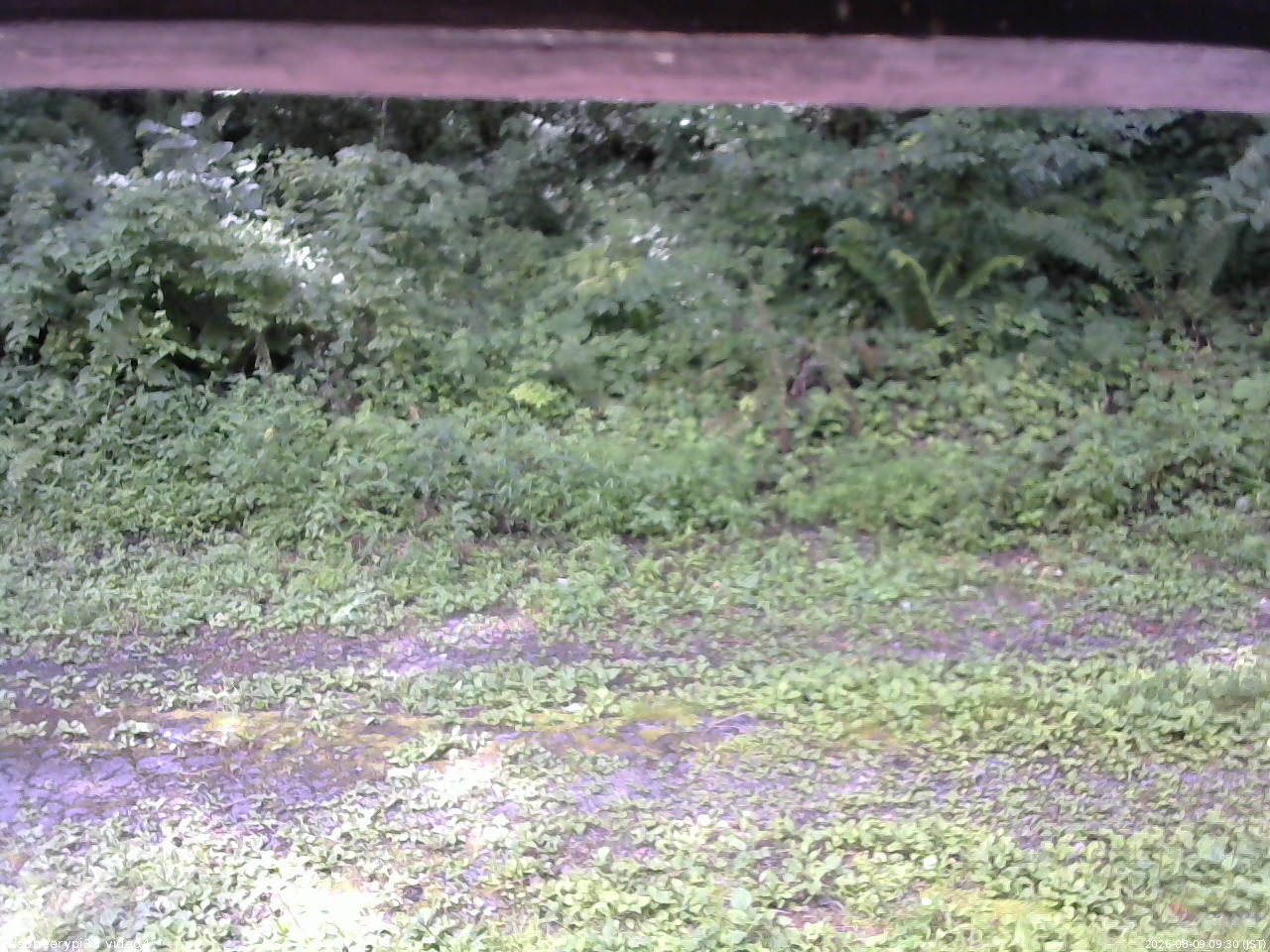 長野県菅平高原 ゆたか山荘 東側(坂下) 2026/08/09 09:30