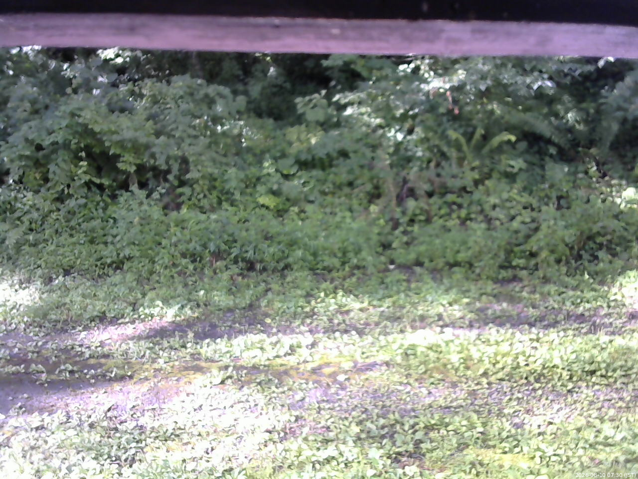 長野県菅平高原 ゆたか山荘 東側(坂下) 2026/08/10 07:30