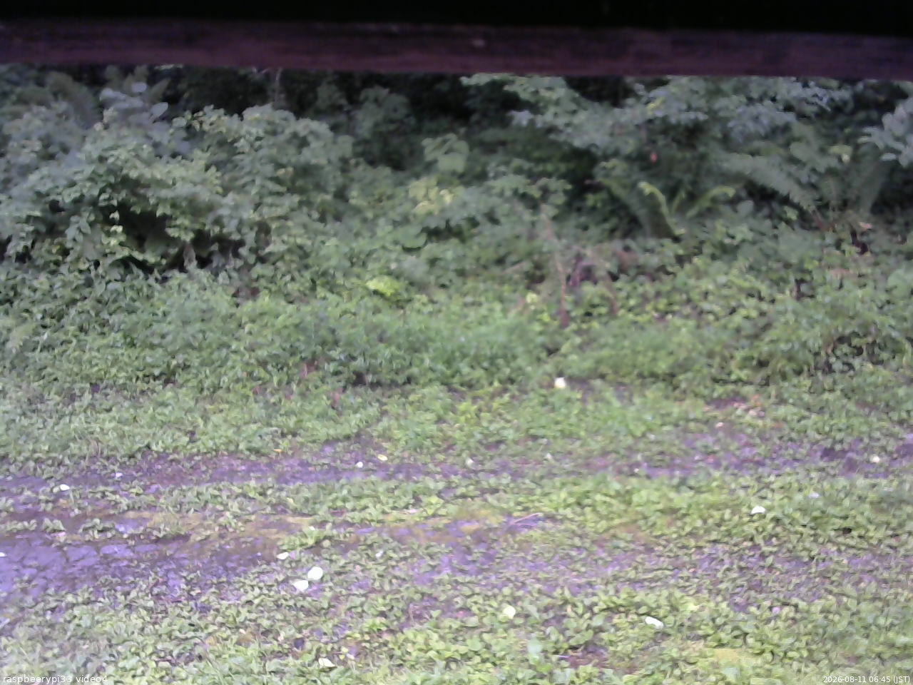 長野県菅平高原 ゆたか山荘 東側(坂下) 2026/08/11 06:45
