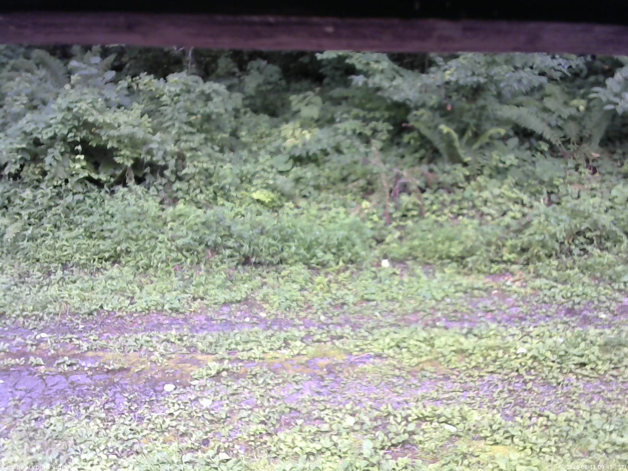 長野県菅平高原 ゆたか山荘 東側(坂下) 2026/08/11 09:45