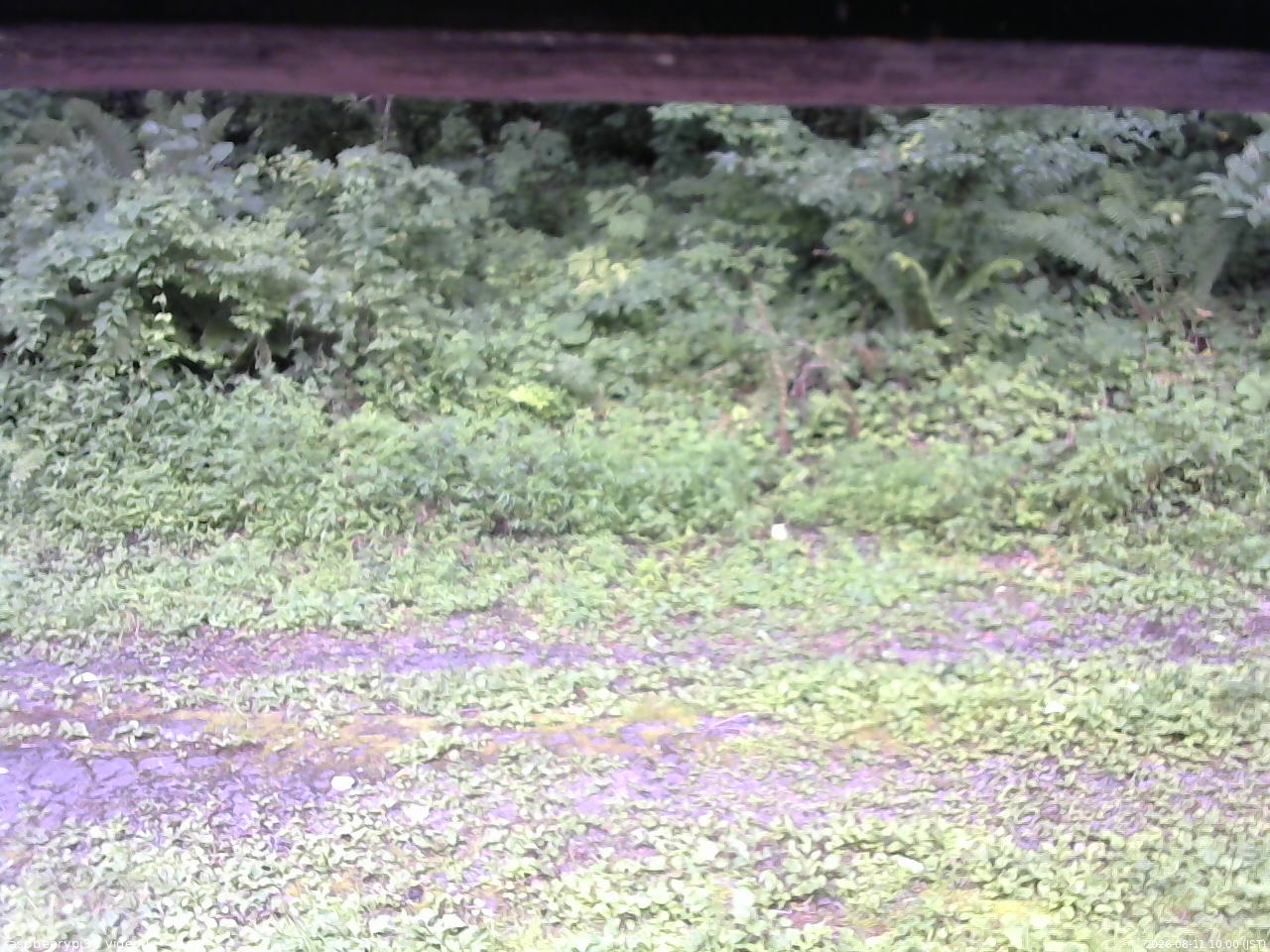 長野県菅平高原 ゆたか山荘 東側(坂下) 2026/08/11 10:00