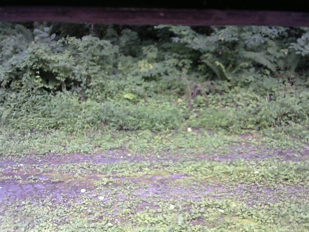 長野県菅平高原 ゆたか山荘 東側(坂下) 2026/08/11 12:45