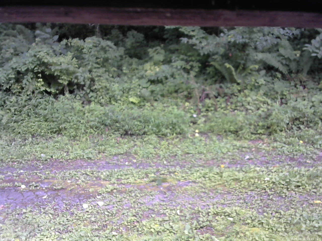 長野県菅平高原 ゆたか山荘 東側(坂下) 2026/08/11 14:45