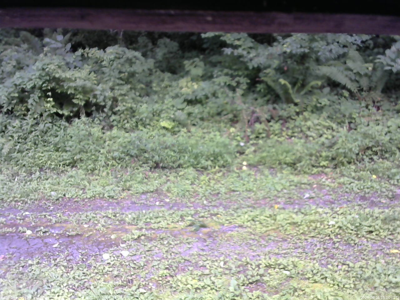 長野県菅平高原 ゆたか山荘 東側(坂下) 2026/08/11 15:00
